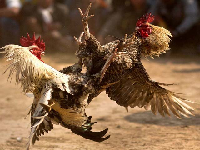 kinh nghiệm đá gà ăn tiền